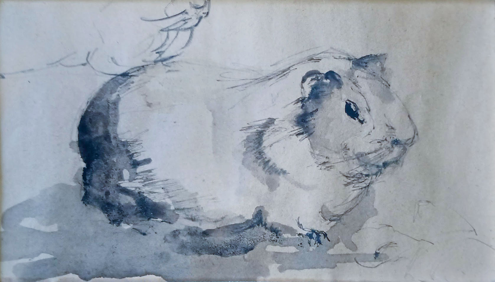 Cavia